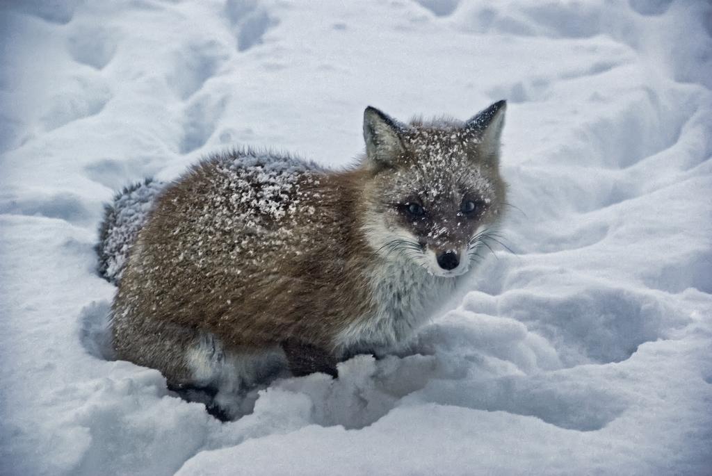 ニセコフリーダムイン 倶知安町 エクステリア 写真